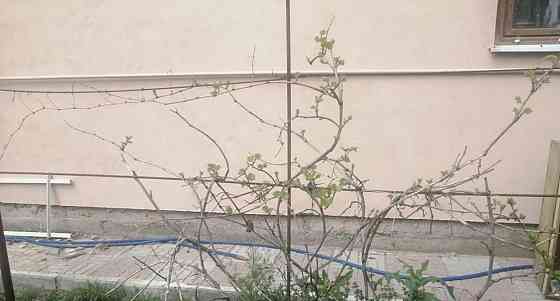 Дом, 200 м2, 5.6 сотки, 2 эт. Астрахань